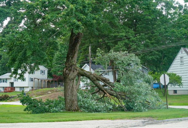 Best Emergency Tree Removal  in Halls, TN