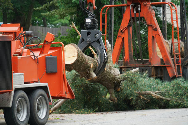 Best Emergency Tree Removal  in Halls, TN